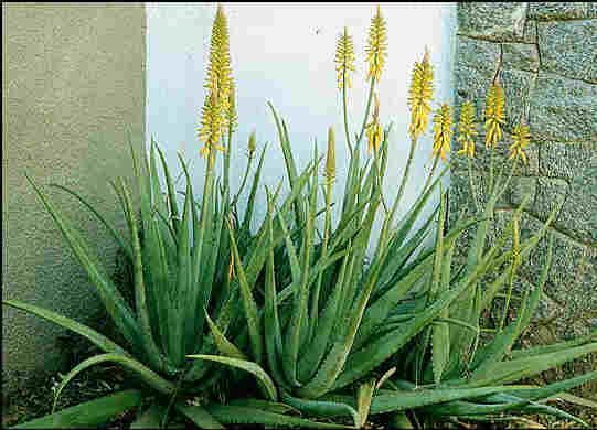 Babosa (Aloe vera) | Blog do Jardineiro Etnobotânico